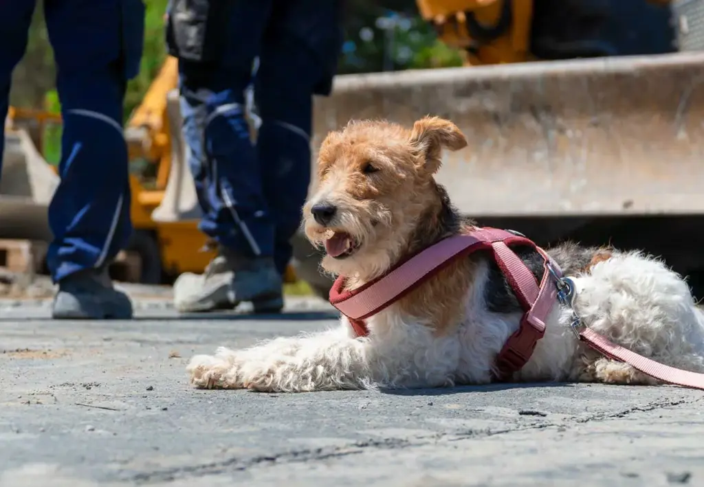 Ein rauhaariger Hund mit rosa Geschirr liegt vor einer Baumaschine auf dem Boden der Baustelle.